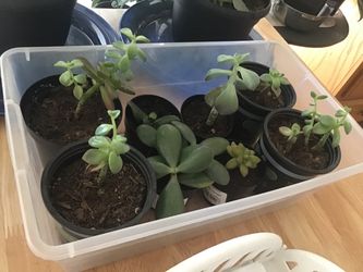 Succulent plants $5 for all of them
