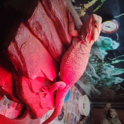 Green Adult Iguana And Cage