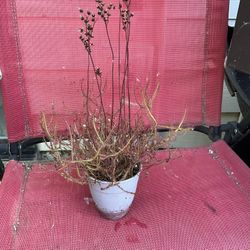 Flowering Drosera Binata With Volunteer Utricularia