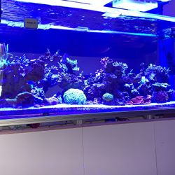 300 Gallon Fish Tank 