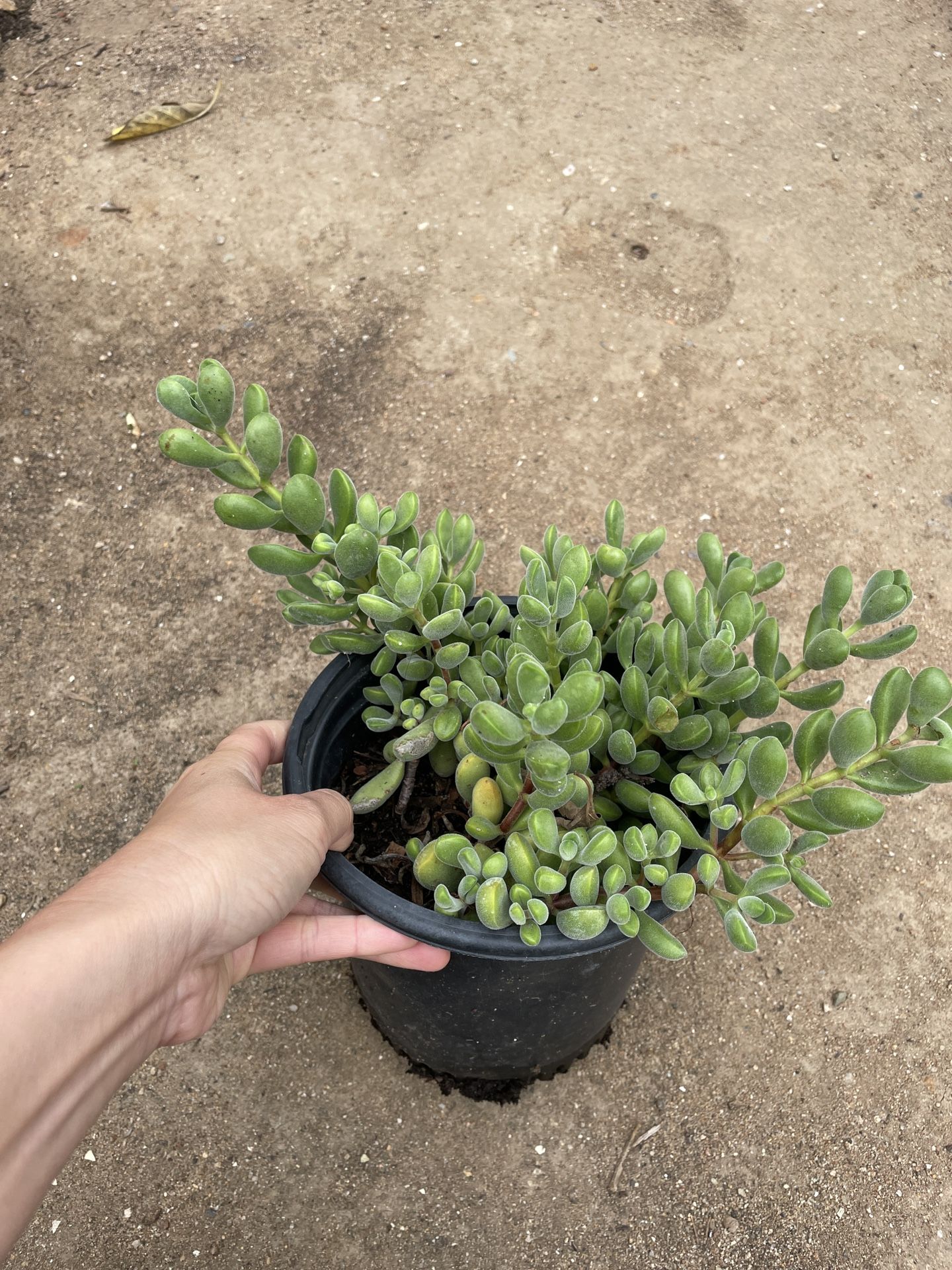 6in Pot Crassula Green Bean Succulent