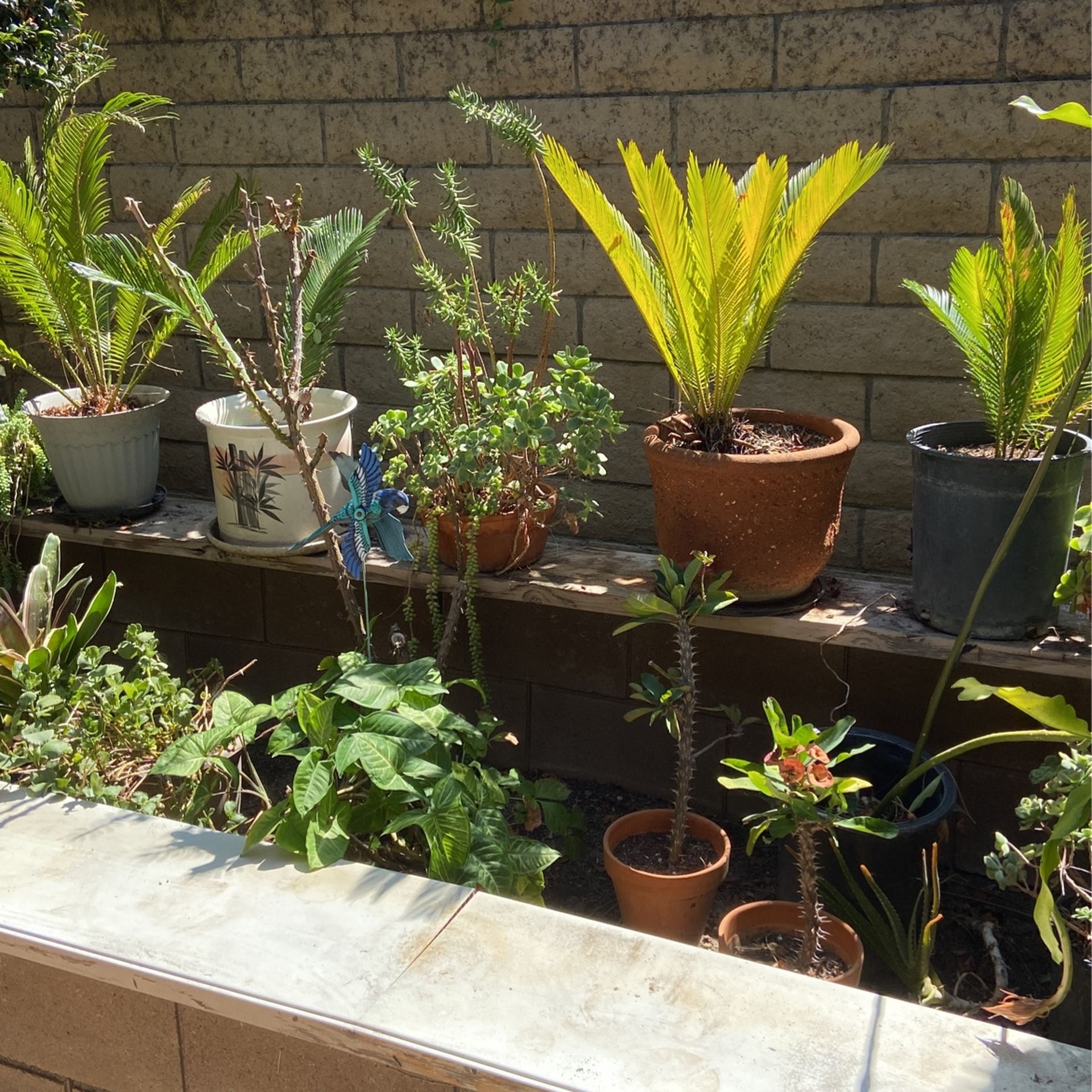 Various Potted Plants 