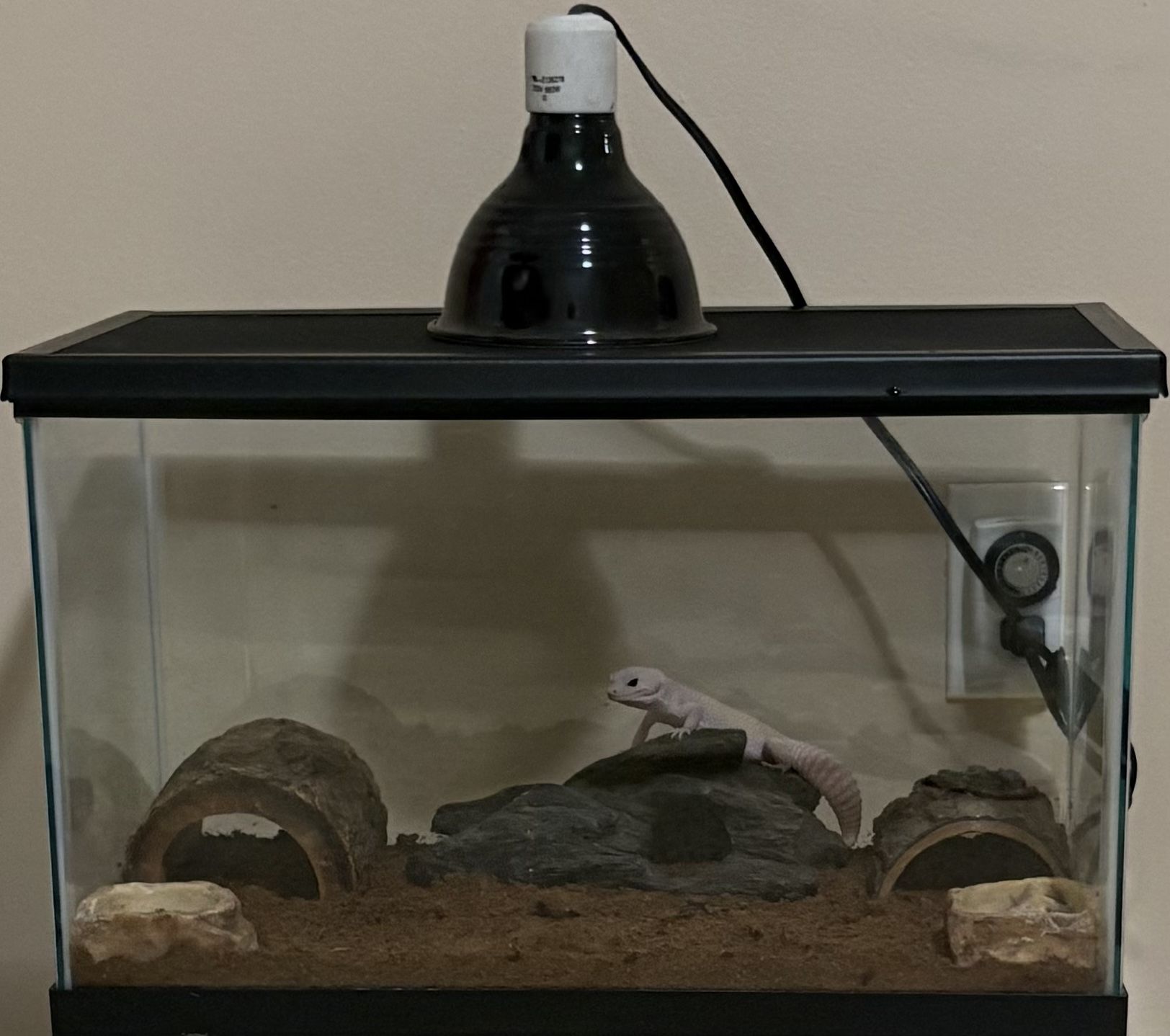 10 Gallon Reptile Tank