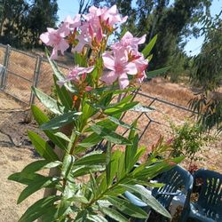 Hermosa Macetas Flores Rosa