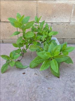 Insulina Plant Medesinal