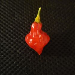 Rare Organic Spinning Tops Pepper Seeds! 2026 SEASON EARLY RELEASE! 