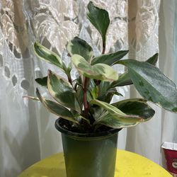 Variegated Plant 🪴 