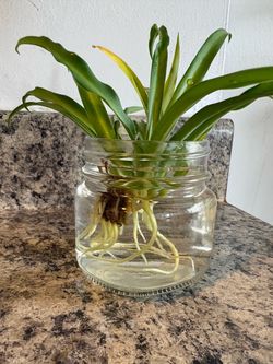 Live Rooted Spider Plant Cutting in Water