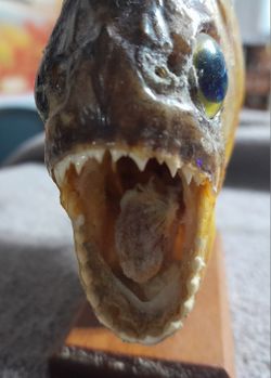 Purana Fish (Taxidermy)