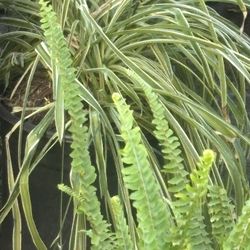 Spider Plant  (mother)