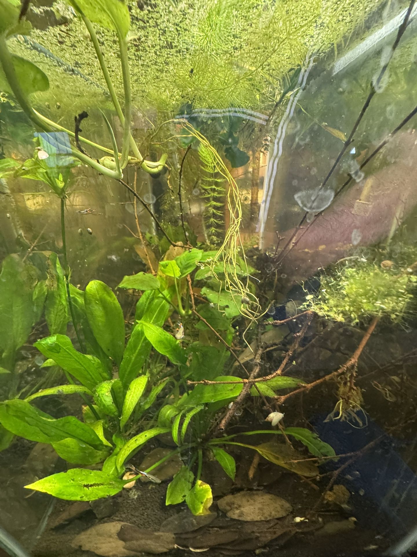 Fully Built Aquarium