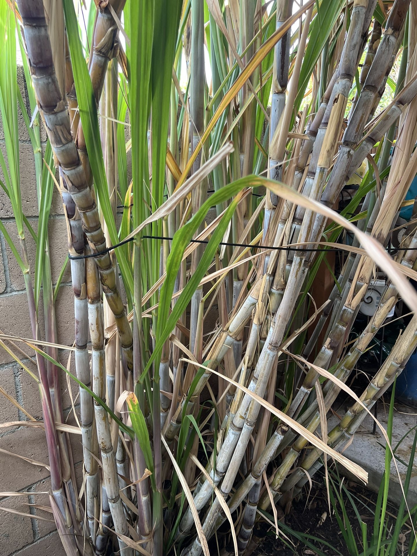 Sugarcane 