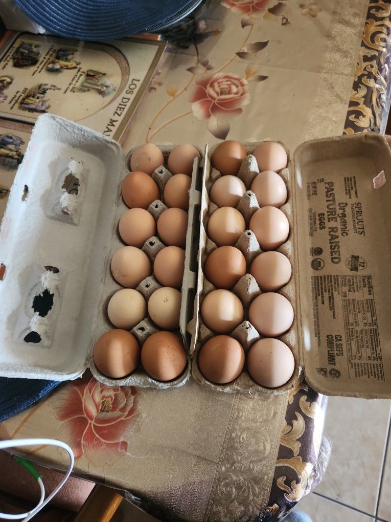 Fresh Organic Eggs