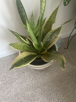 Planta 🌱 Plain