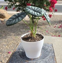 Alocasia Dragon Scale