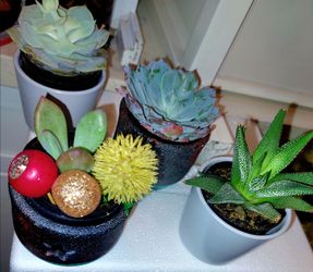 Lovely Succulent Small Live Plants In Ceramic Pots, Please read the description for pricing