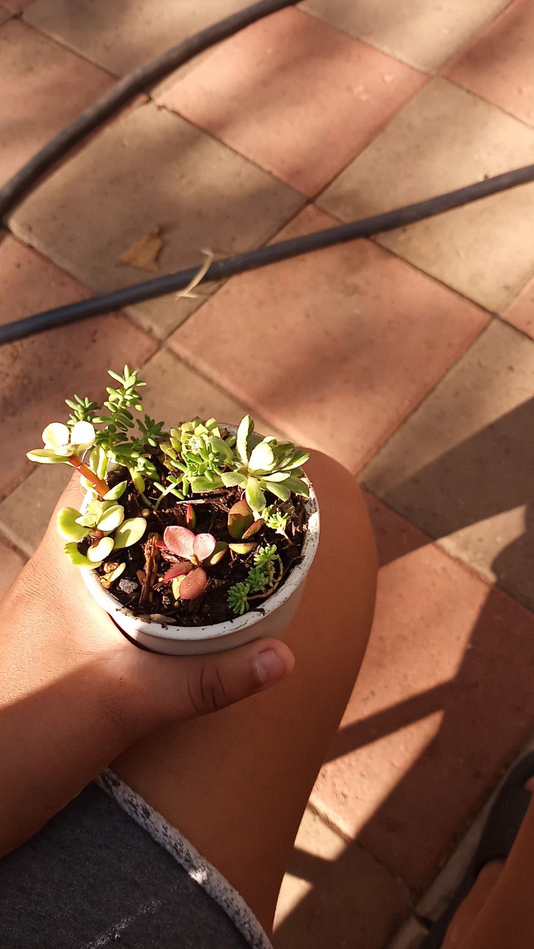5 different small succulents in a ceramic pot