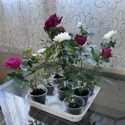 Roses $6