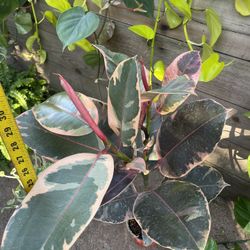 2.5ft Huge Leaf Ruby Rubber Plant, Now$30ea/reg.$40ea Zip95820