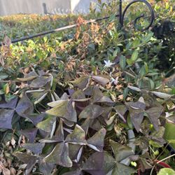 Lots Of Potted Plants