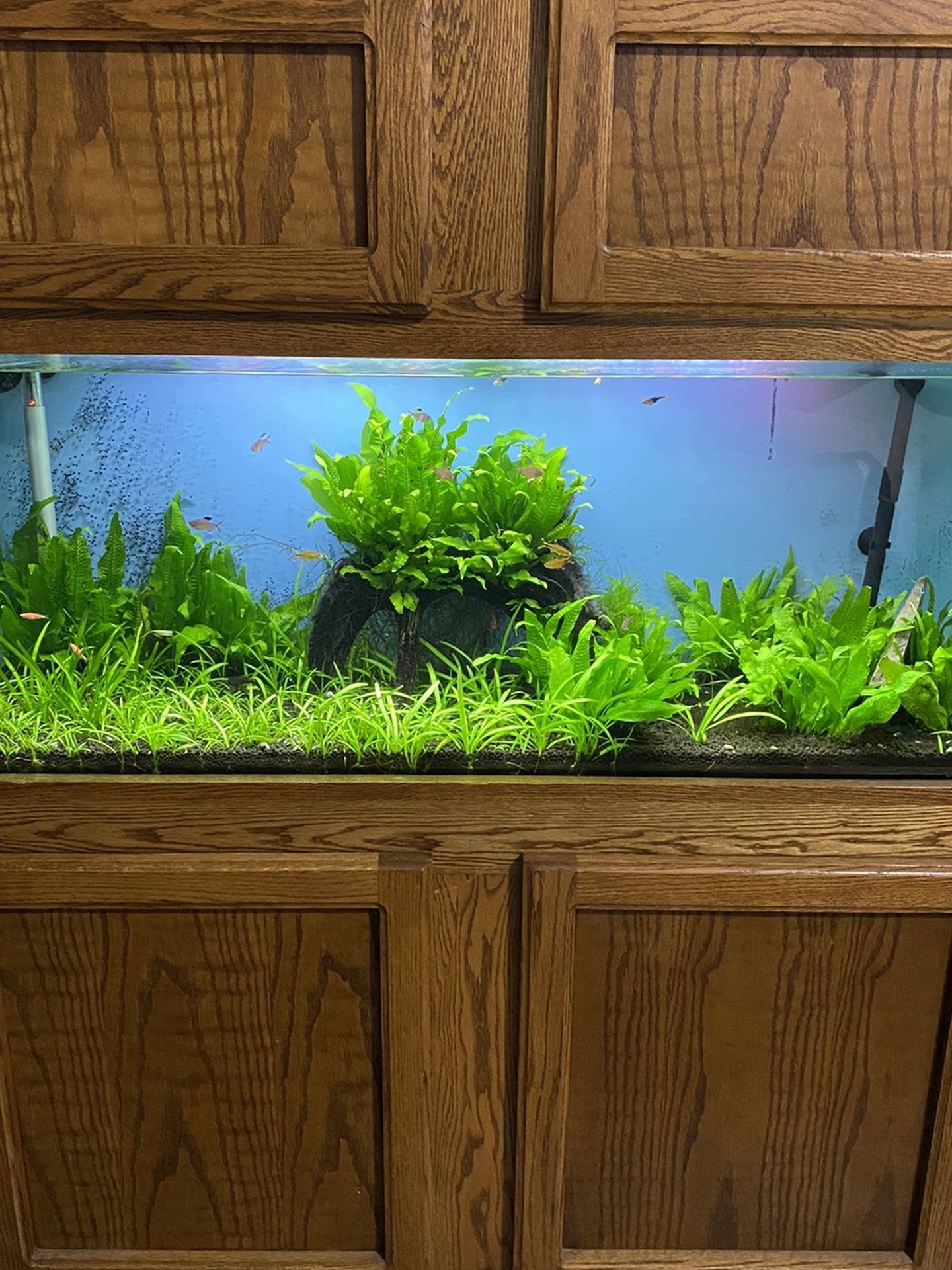 55 Gallon Planted Aquarium With Fish