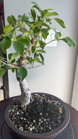 Ficus Bonsai