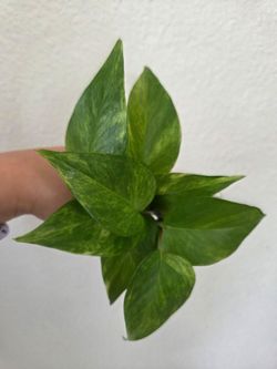 Neon Queen Pothos Plant Cuttings