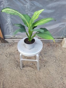 Peace Lily Plant 6" Nursery Pot