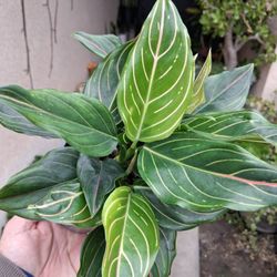 Aglonema RED VEIN Plant $35
