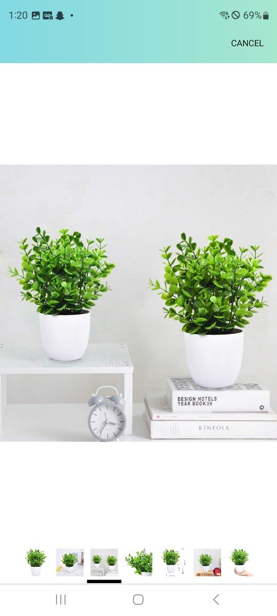 Green Eucalyptus Potted Plants