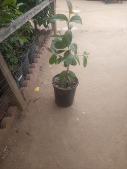 Lindo Arbolito De Guage Rosa $$25