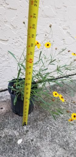 Tickseed "Coreopsis"