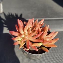 LAST PLANT SALE TODAY IN SAN LORENZO..