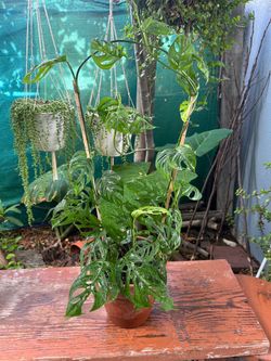Monstera Chesse plantas indoor $25 each