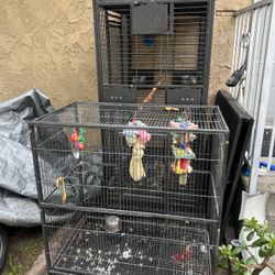 Bird Cage