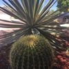José