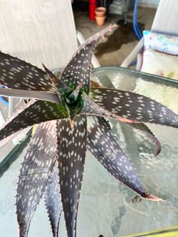 Aloe vera