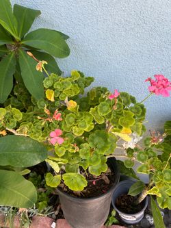 Geranium plant