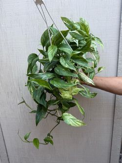 6” pothos mint