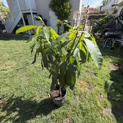 Árbol De Mango Salvadoreño O Indio 