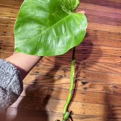 Monstera Aurea Variegated Plant