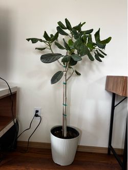 Large ficus Audrey plant