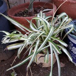plant with pot 