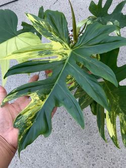 Philodendron Florida Beauty x Mayoii