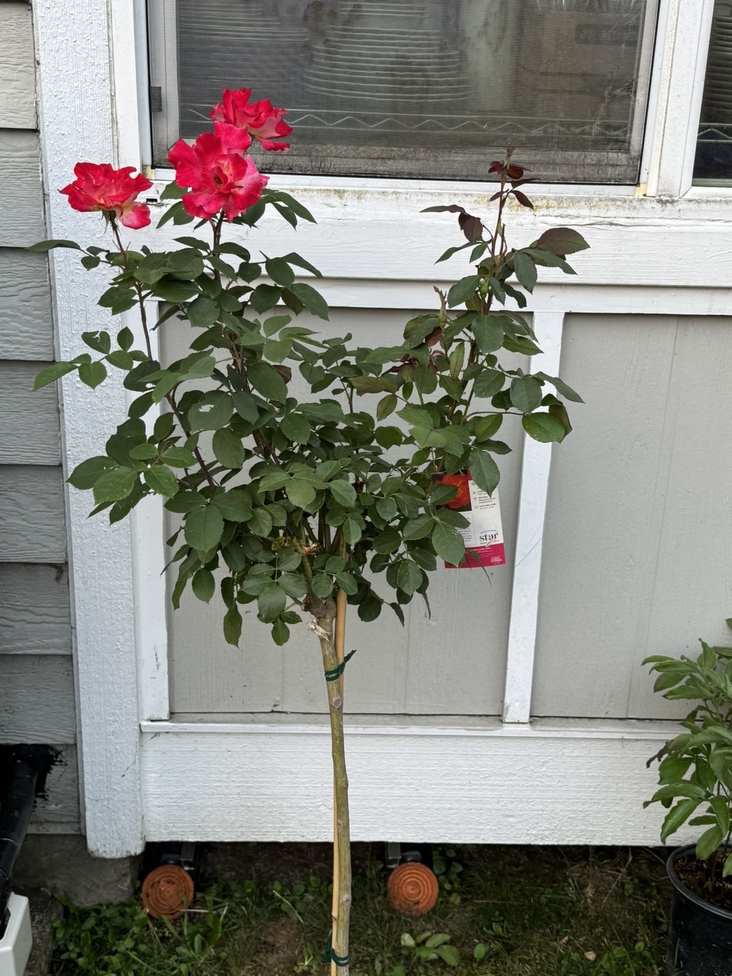 Sunset Floribunda Rose Tree