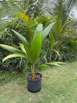 Coconut tree