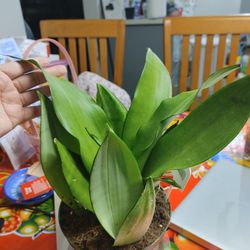 Snake Plant Moonlight