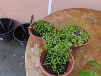 Plants