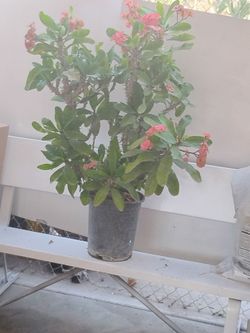Corona de Cristo