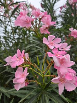 5 feet Laurel Plant